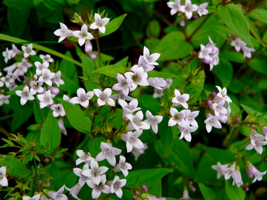 {Houstonia purpurea}